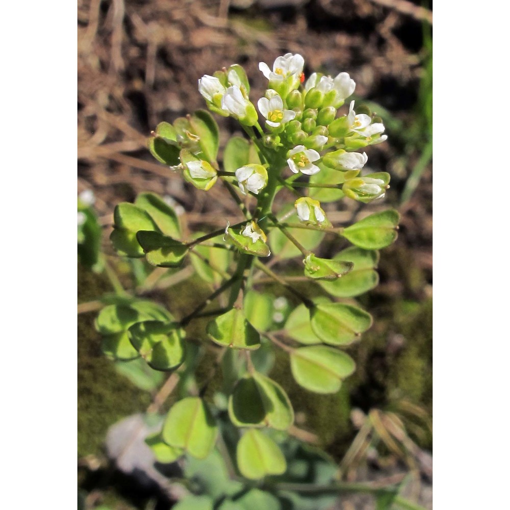 arabis auriculata lam.