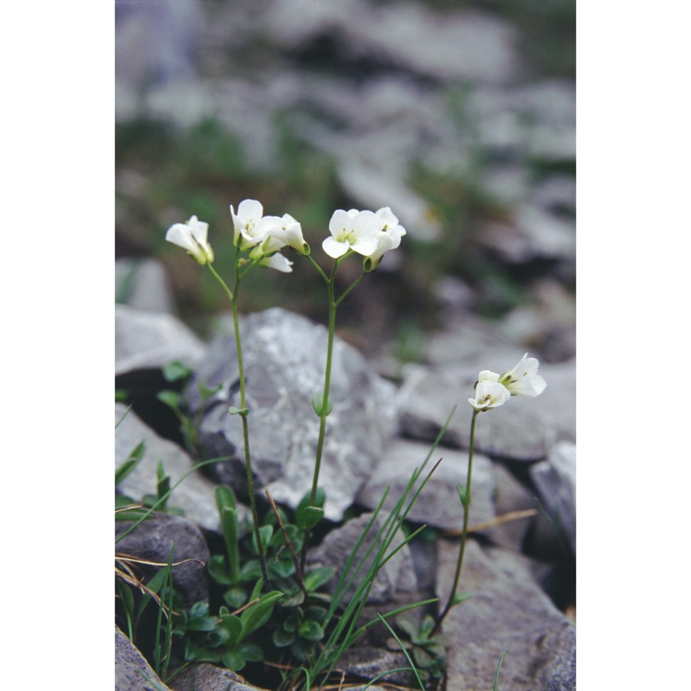 arabis bellidifolia crantz