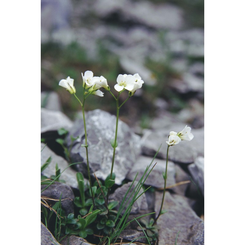 arabis bellidifolia crantz