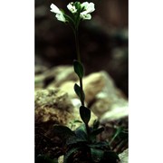 arabis bellidifolia crantz