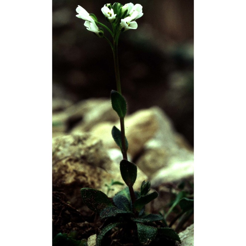 arabis bellidifolia crantz