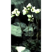 arabis bellidifolia crantz