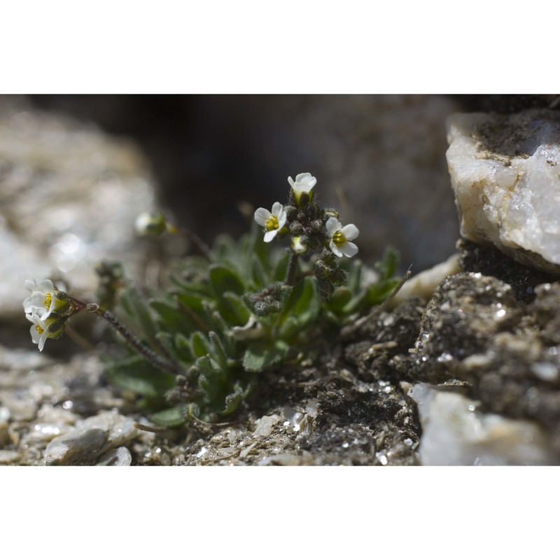 arabis bellidifolia crantz