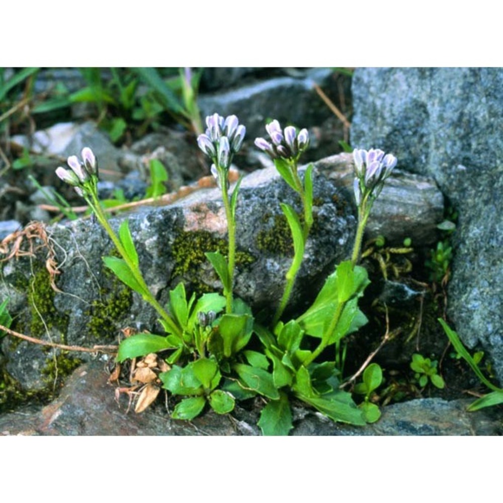 arabis caerulea all.