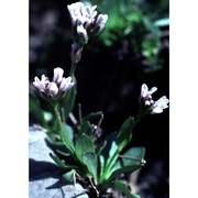 arabis caerulea all.