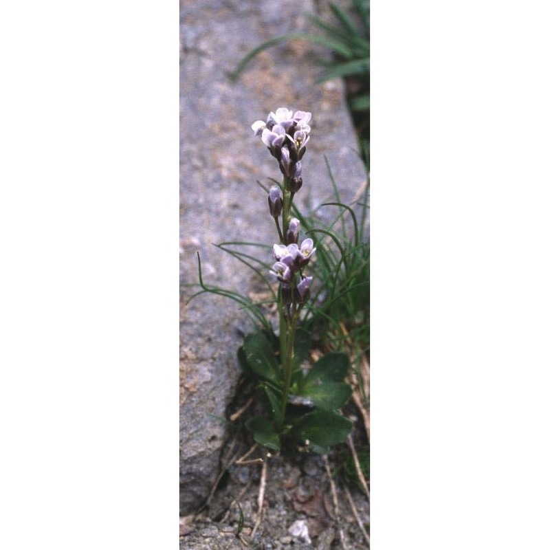 arabis caerulea all.