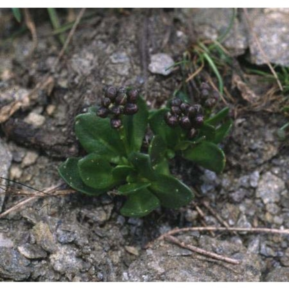 arabis caerulea all.