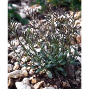 arabis ciliata clairv.