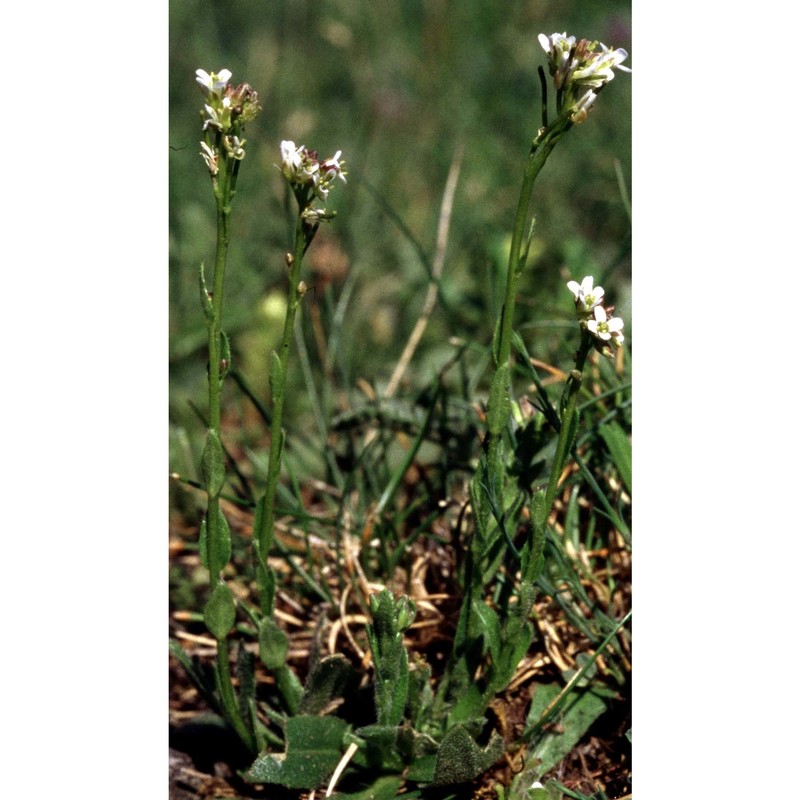 arabis ciliata clairv.