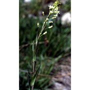 arabis glabra (l.) bernh.