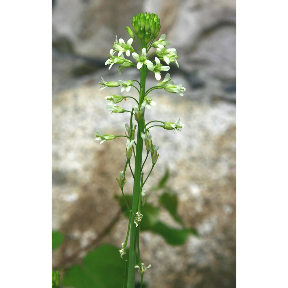 arabis glabra (l.) bernh.