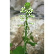 arabis glabra (l.) bernh.