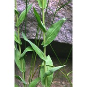 arabis glabra (l.) bernh.