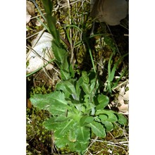 arabis hirsuta (l.) scop.