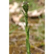 arabis hirsuta (l.) scop.