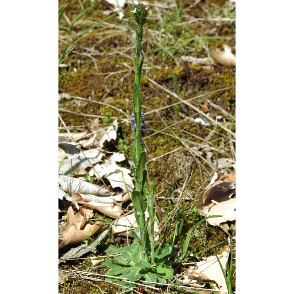 arabis hirsuta (l.) scop.