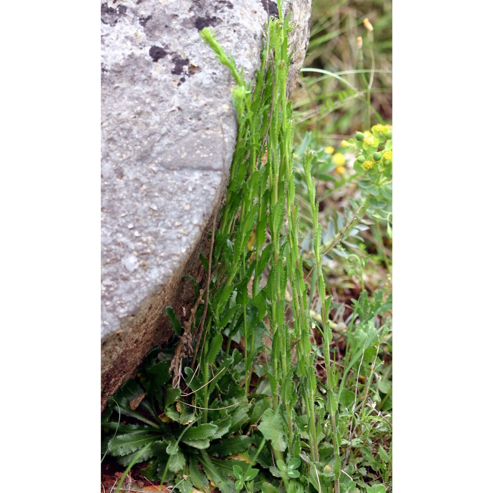 arabis hirsuta (l.) scop.