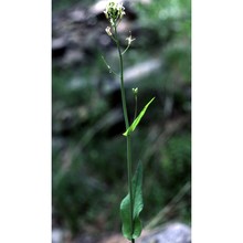 arabis pauciflora (grimm) garcke