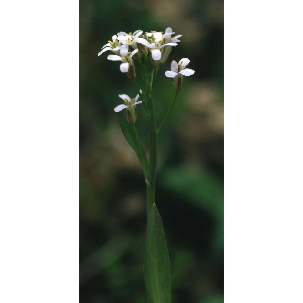 arabis pauciflora (grimm) garcke