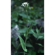 arabis pauciflora (grimm) garcke