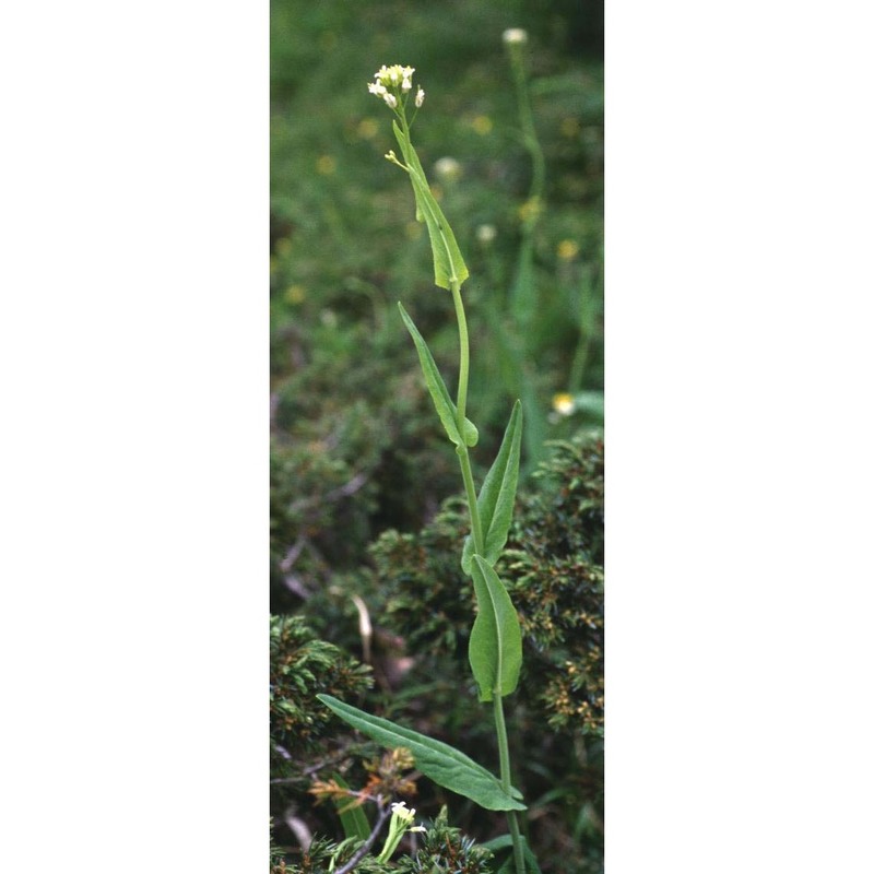 arabis pauciflora (grimm) garcke