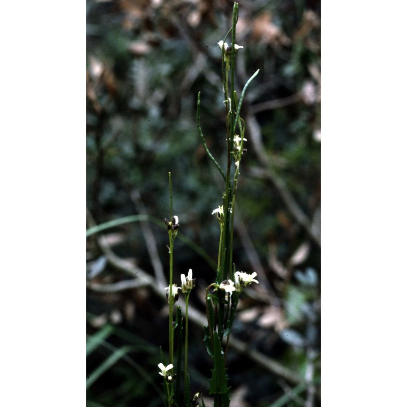 arabis planisiliqua (pers.) rchb.