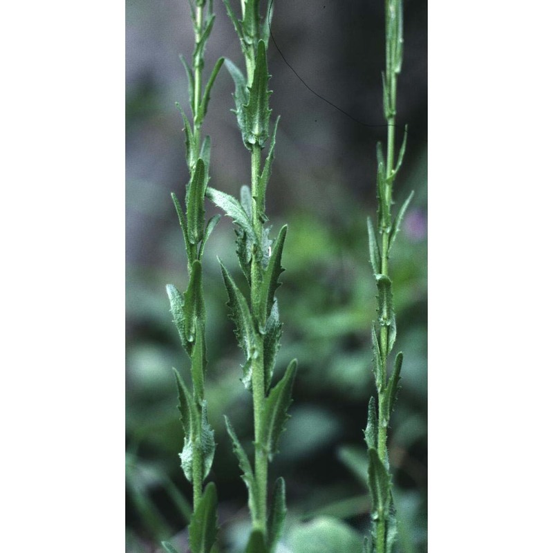 arabis planisiliqua (pers.) rchb.