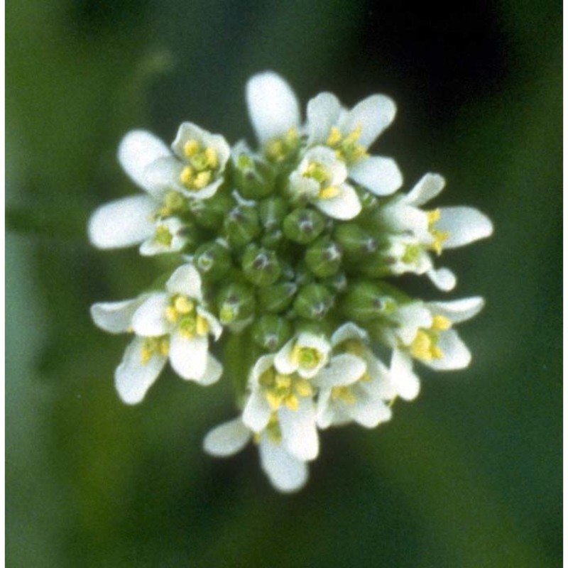 arabis sagittata (bertol.) dc.