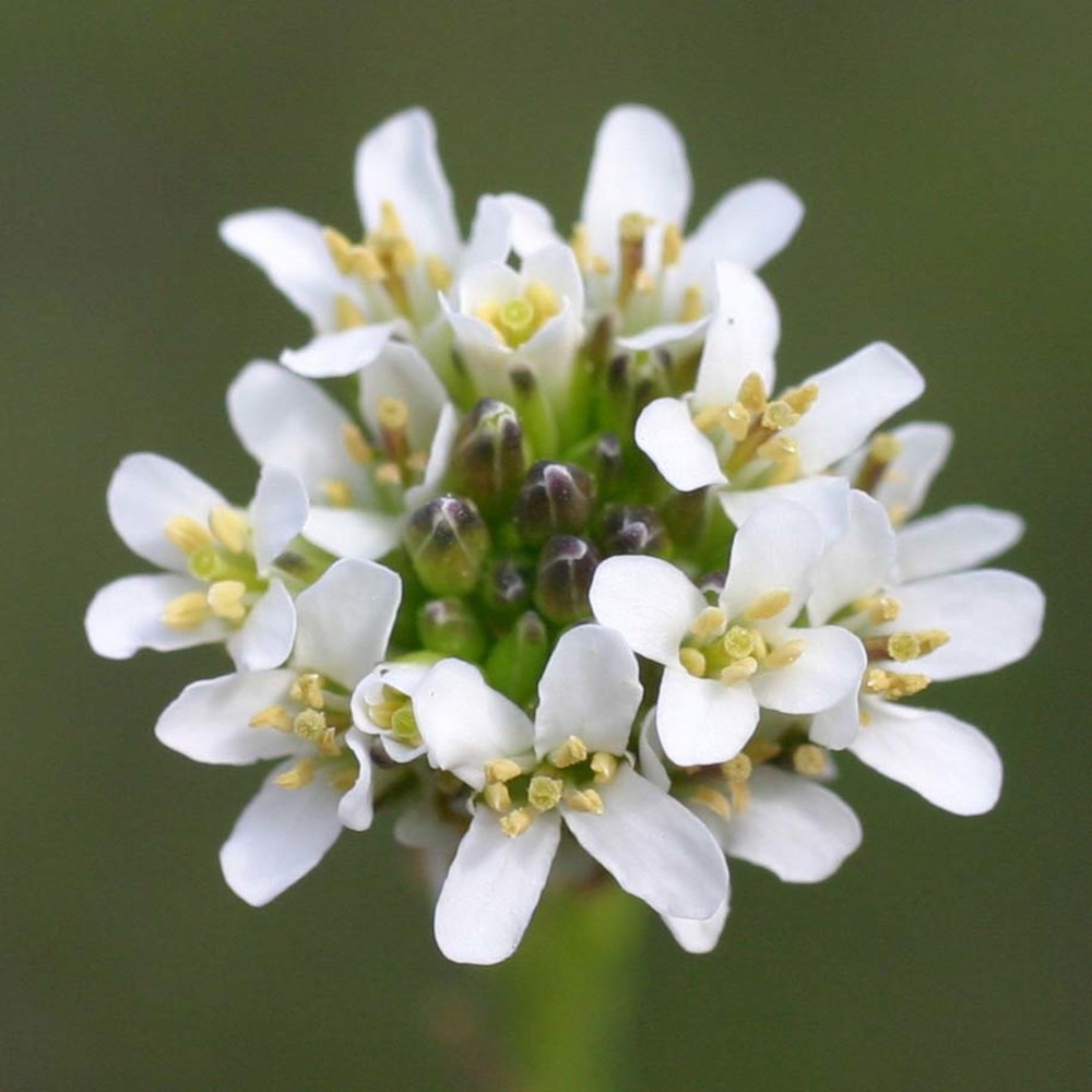 arabis sagittata (bertol.) dc.