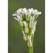 arabis sagittata (bertol.) dc.