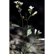 arabis serpillifolia vill.