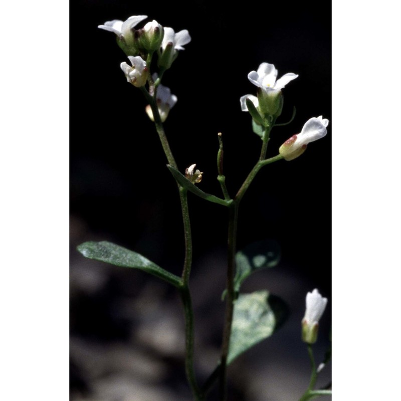 arabis serpillifolia vill.