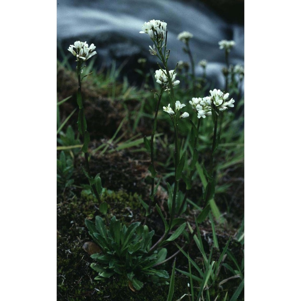 arabis soyeri reut. et a. huet subsp. subcoriacea (gren.) breistr.