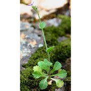 arabis verna (l.) r. br.