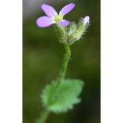 arabis verna (l.) r. br.