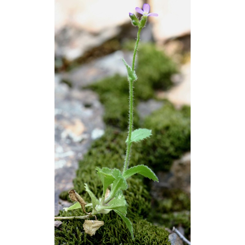 arabis verna (l.) r. br.