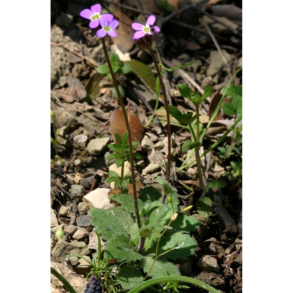 arabis verna (l.) r. br.