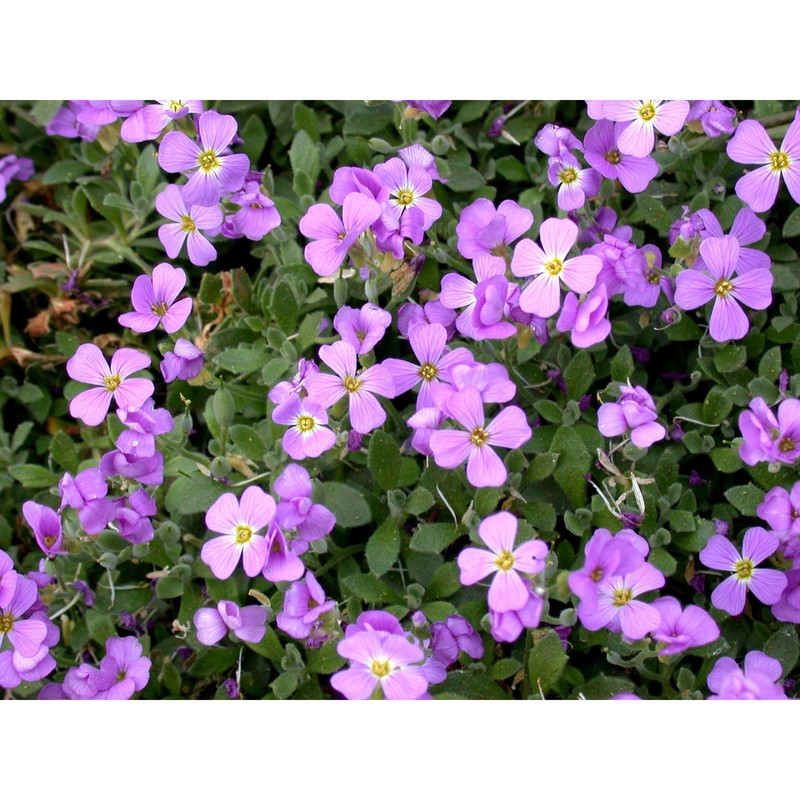 aubrieta columnae guss.