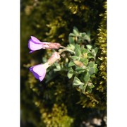 aubrieta columnae guss.