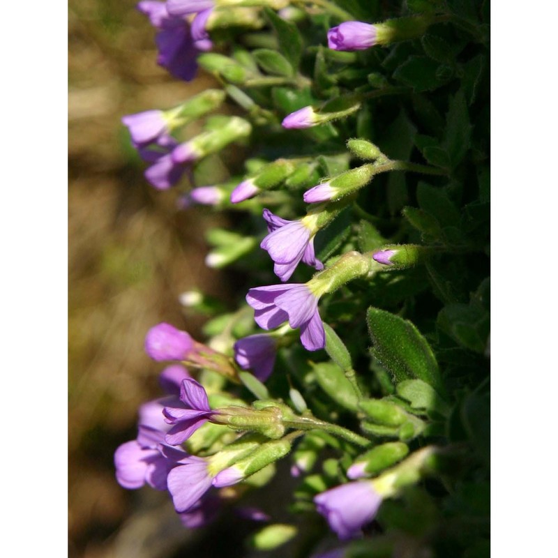 aubrieta columnae guss.