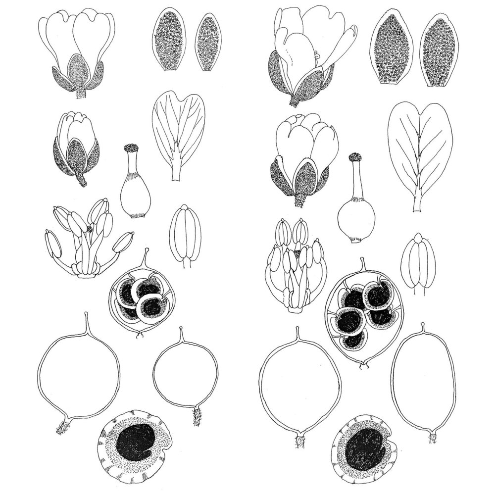 aurinia leucadea (guss.) k. koch