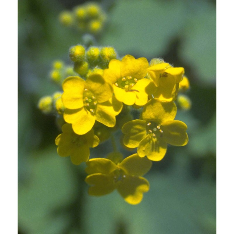 aurinia saxatilis (l.) desv. subsp. megalocarpa (hausskn.) t. r. dudley