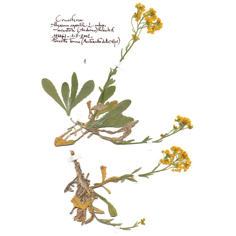 aurinia saxatilis (l.) desv. subsp. megalocarpa (hausskn.) t. r. dudley