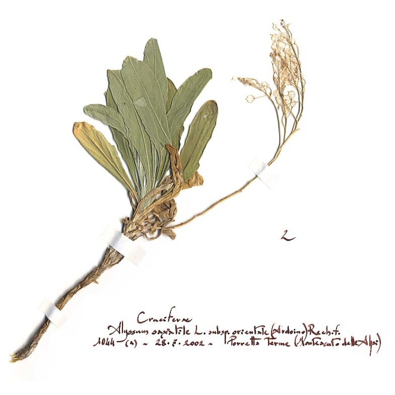 aurinia saxatilis (l.) desv. subsp. megalocarpa (hausskn.) t. r. dudley