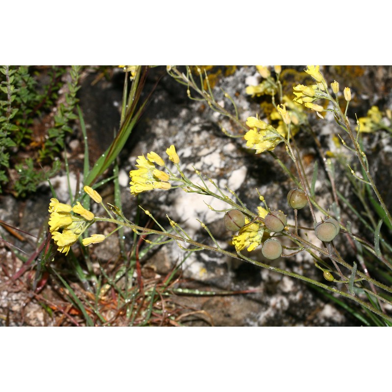 aurinia sinuata (l.) griseb.