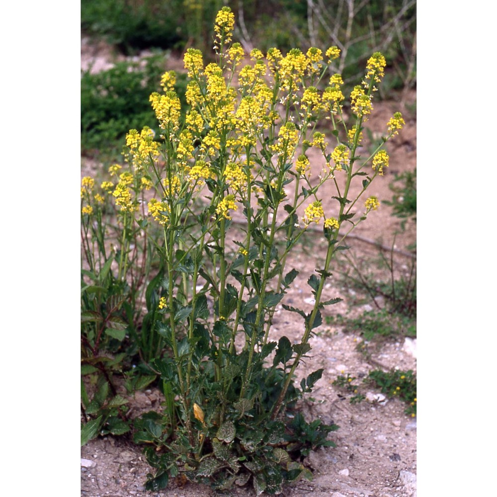 barbarea vulgaris r. br.