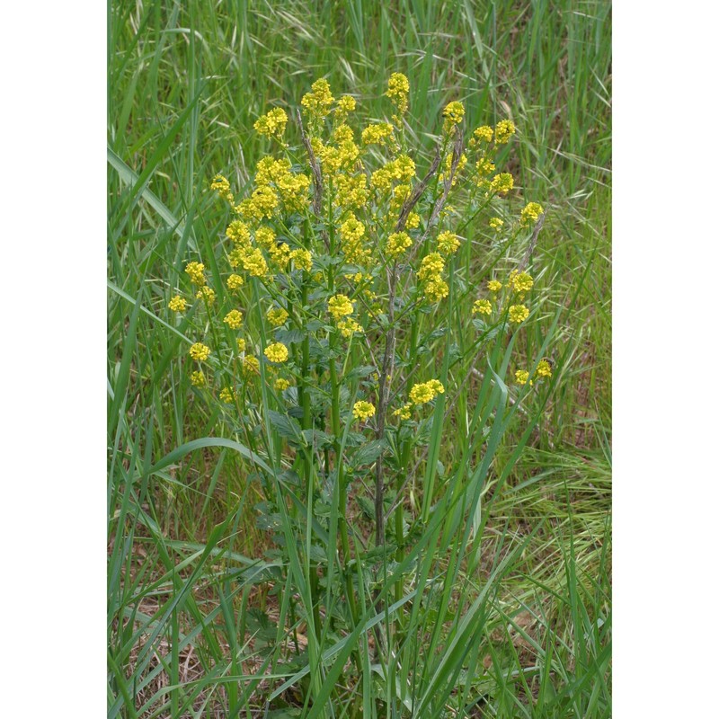 barbarea vulgaris r. br.