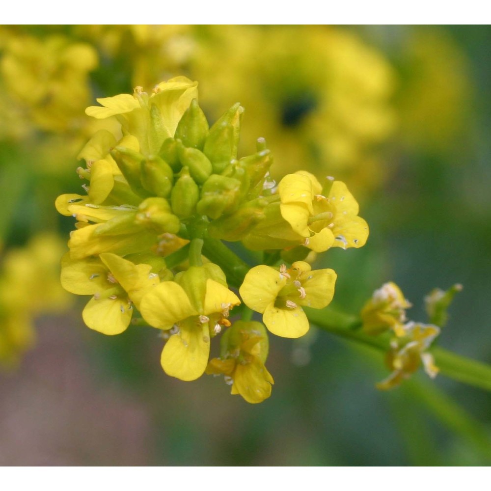 barbarea vulgaris r. br.