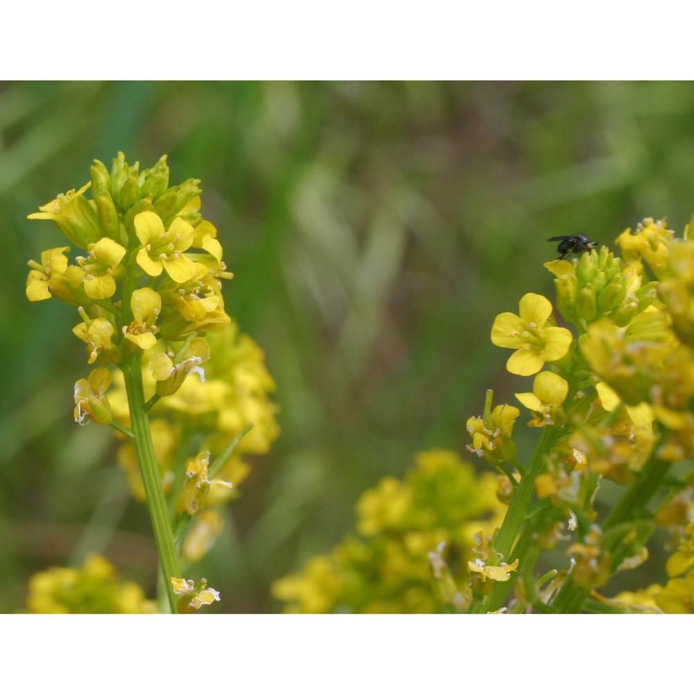 barbarea vulgaris r. br.