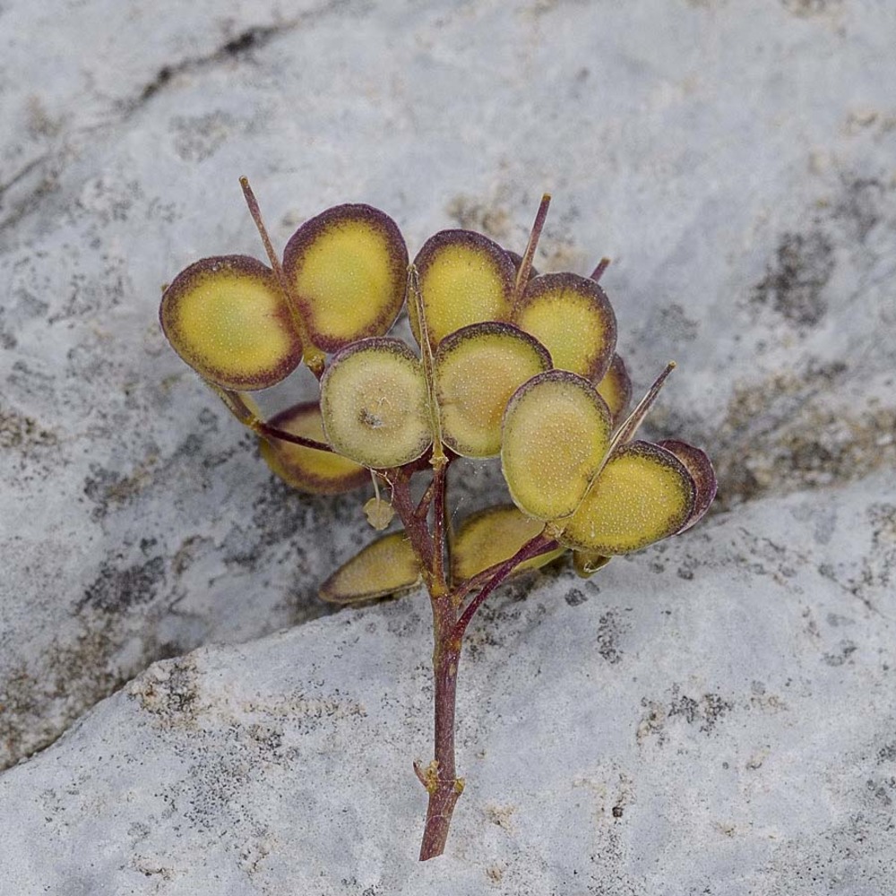 biscutella apuana raffaelli